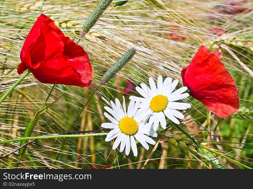 Flowers