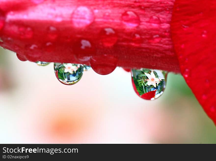 The water drop on the flower in the morning.