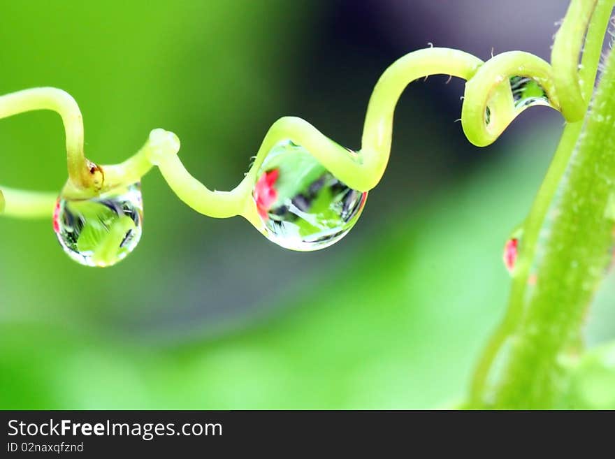 The water drop on the leaf in the morning.