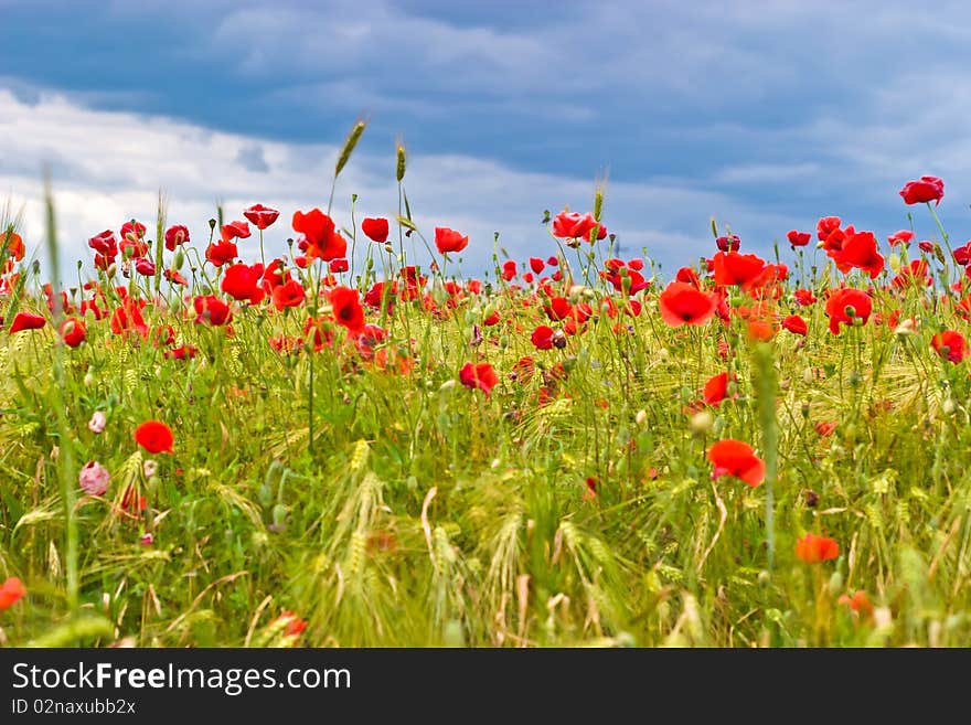 Flowers