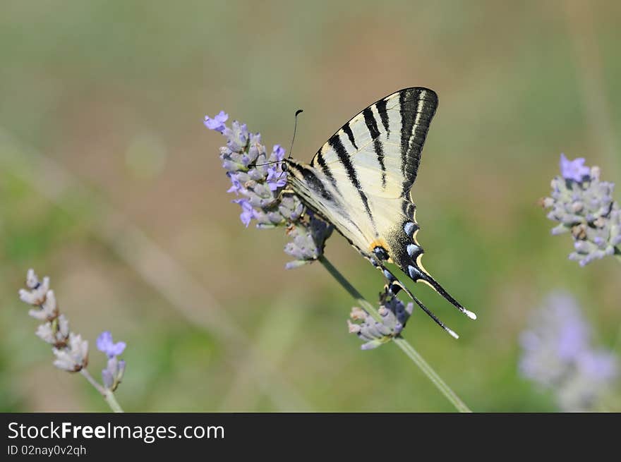 Papilio Butterfly