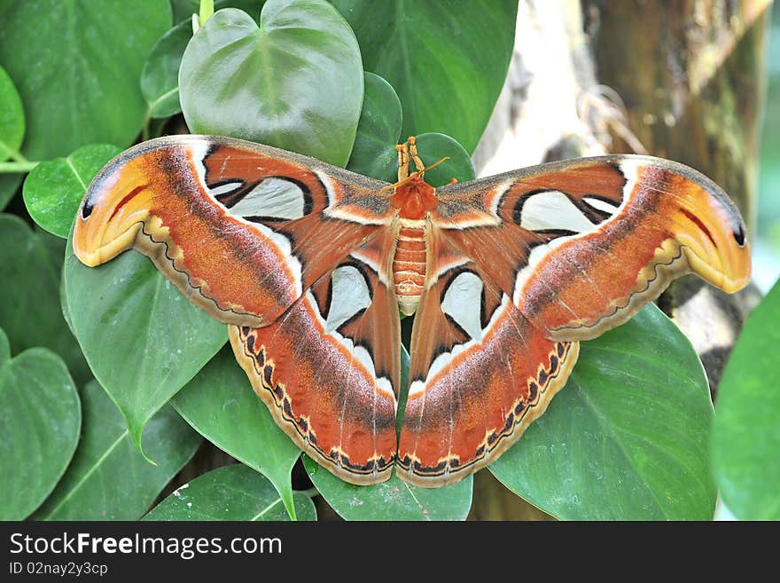 Farfalla Cobra Attacus atlas