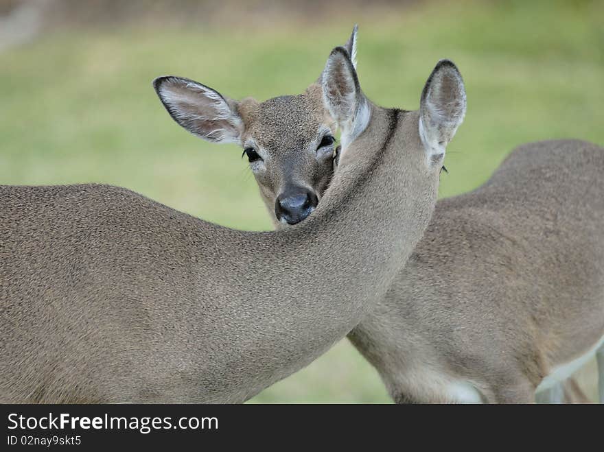 Two deers are licking themselves in Florida at keys islands