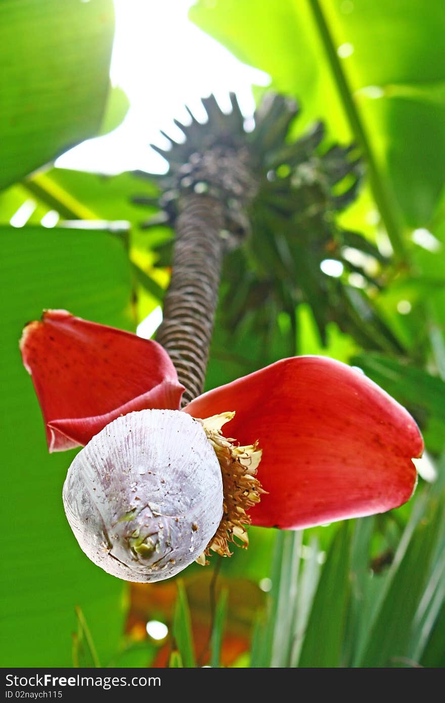 Banana tree