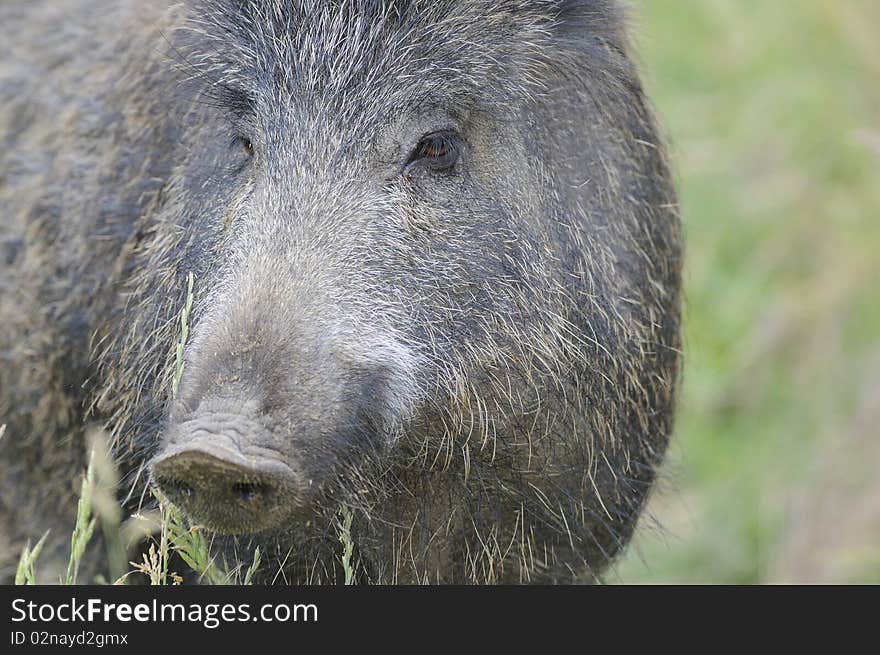 Tuscan Boar