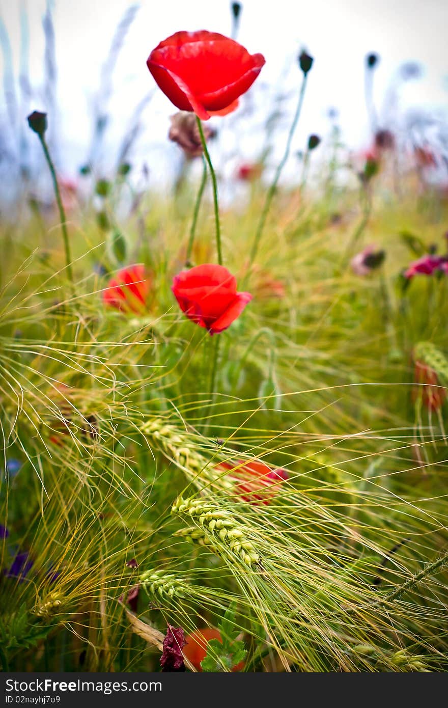 Flowers