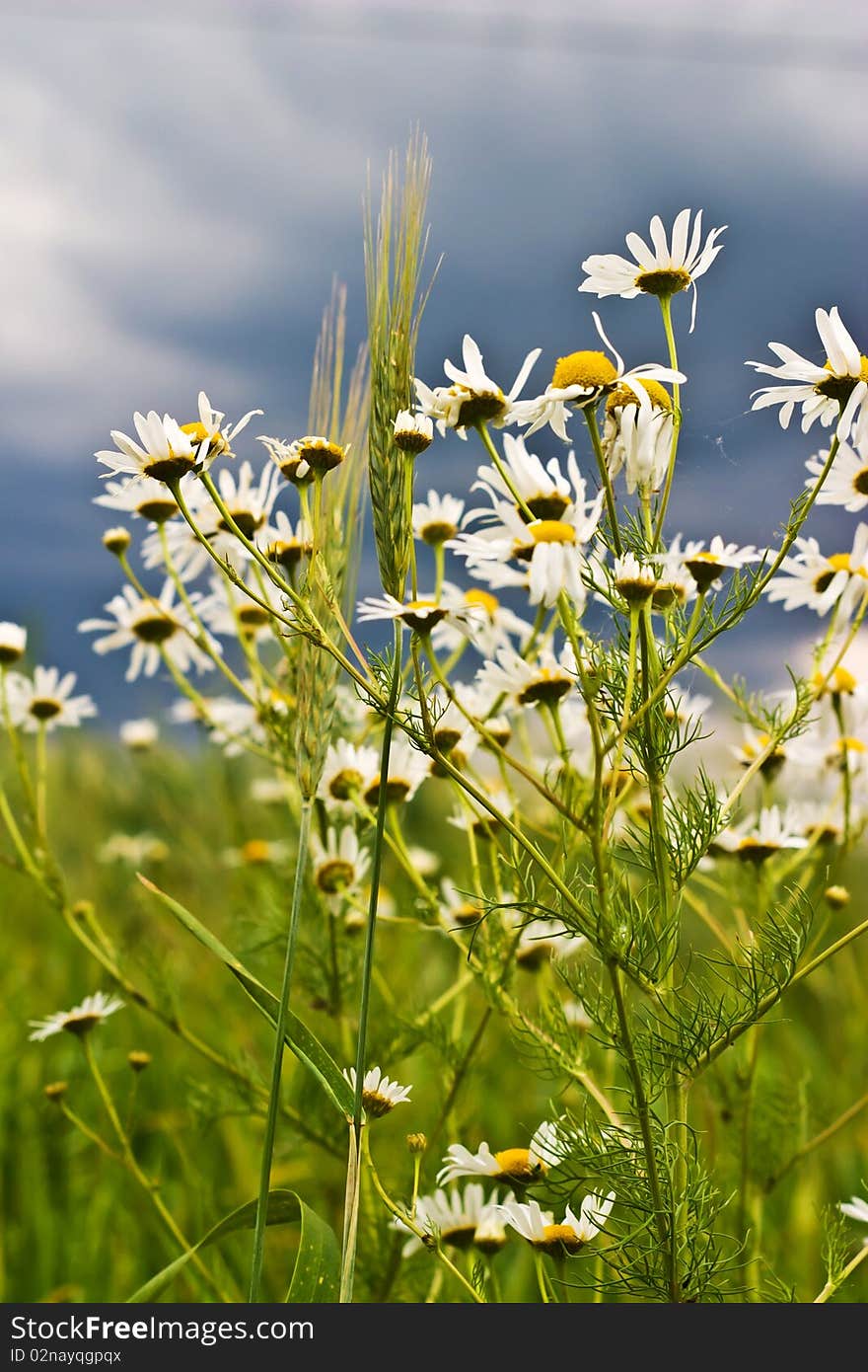 Flowers