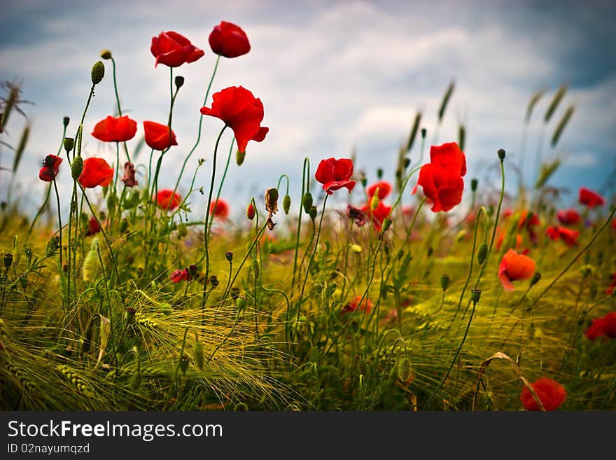 Flowers