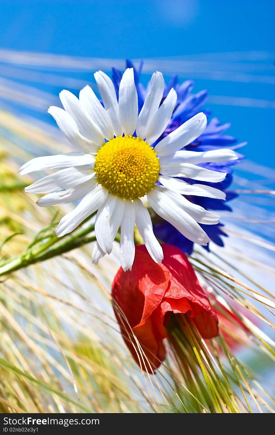 Flowers on colorfull background - macro photo