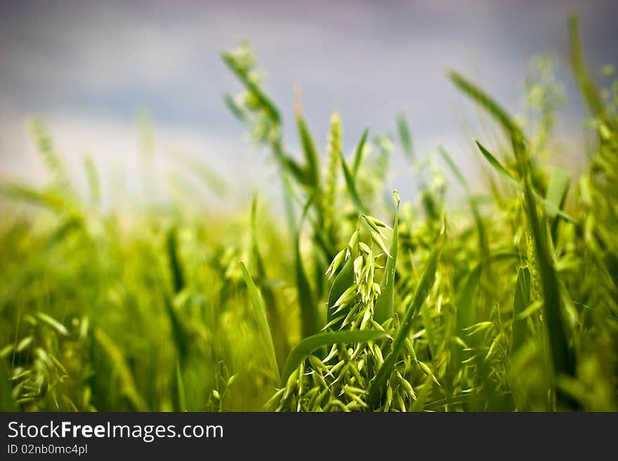 Green spring grains, close up of yellow wheat ears on the field