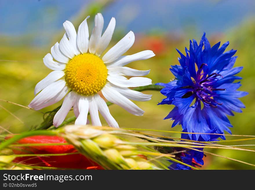 Flowers on colorfull background - macro photo