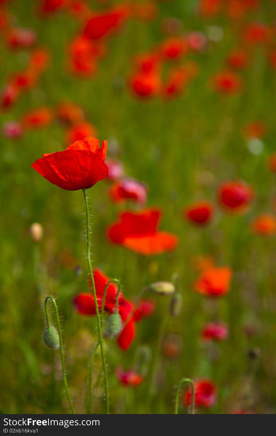 Poppy field flowers red and green