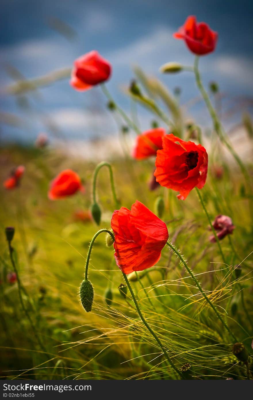 Flowers