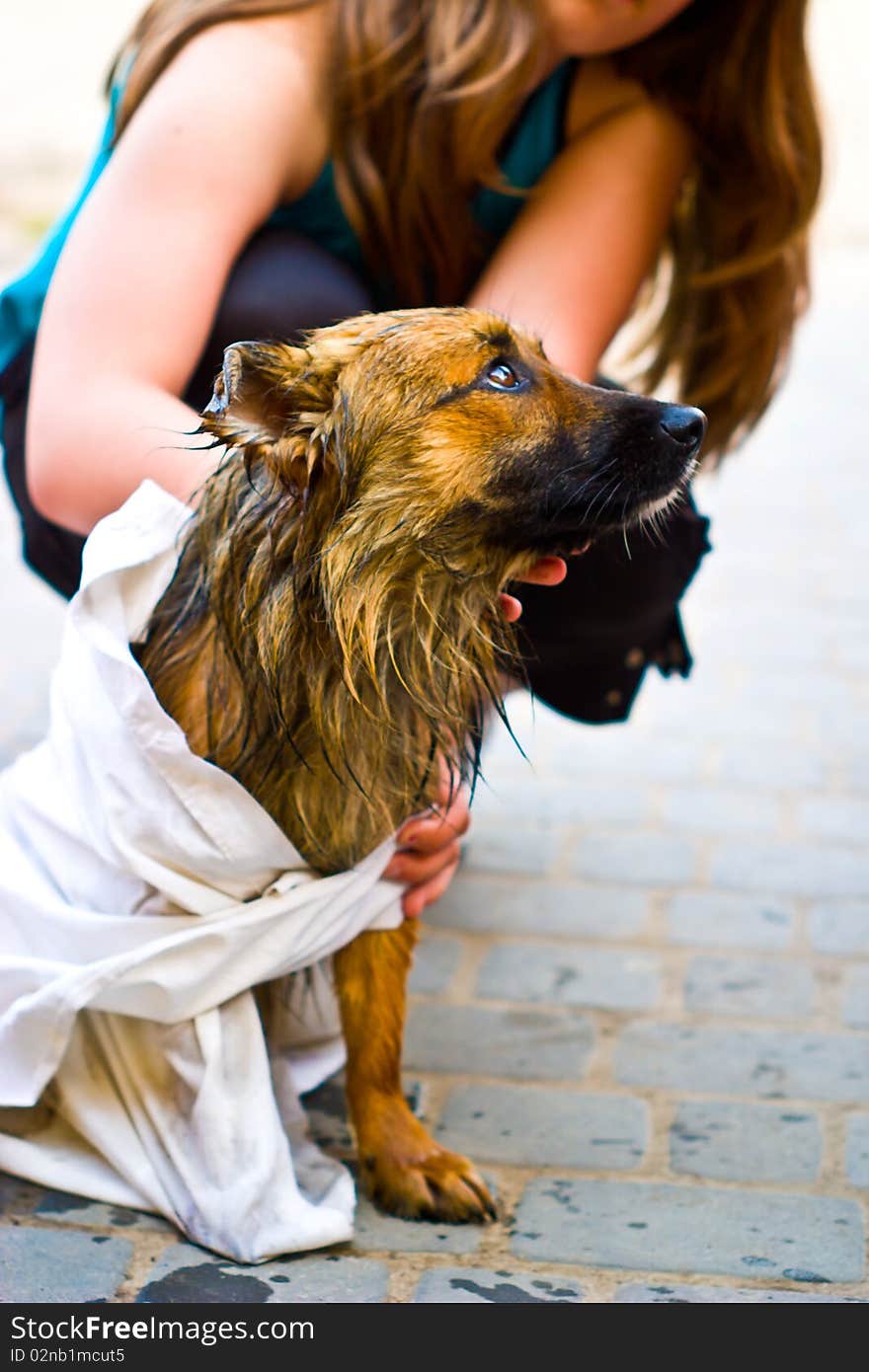 Funny dog without name in sunny day