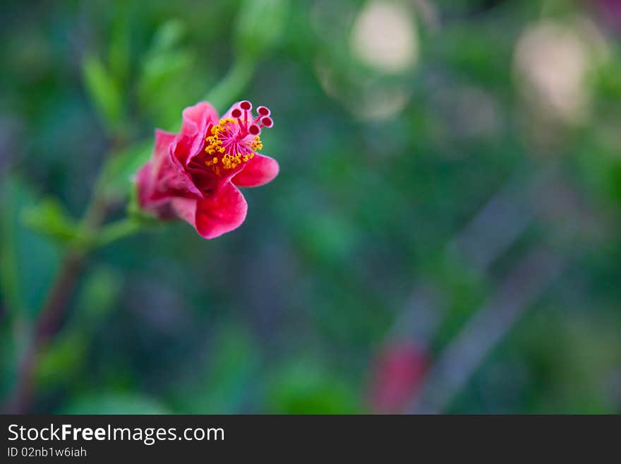 Red flower