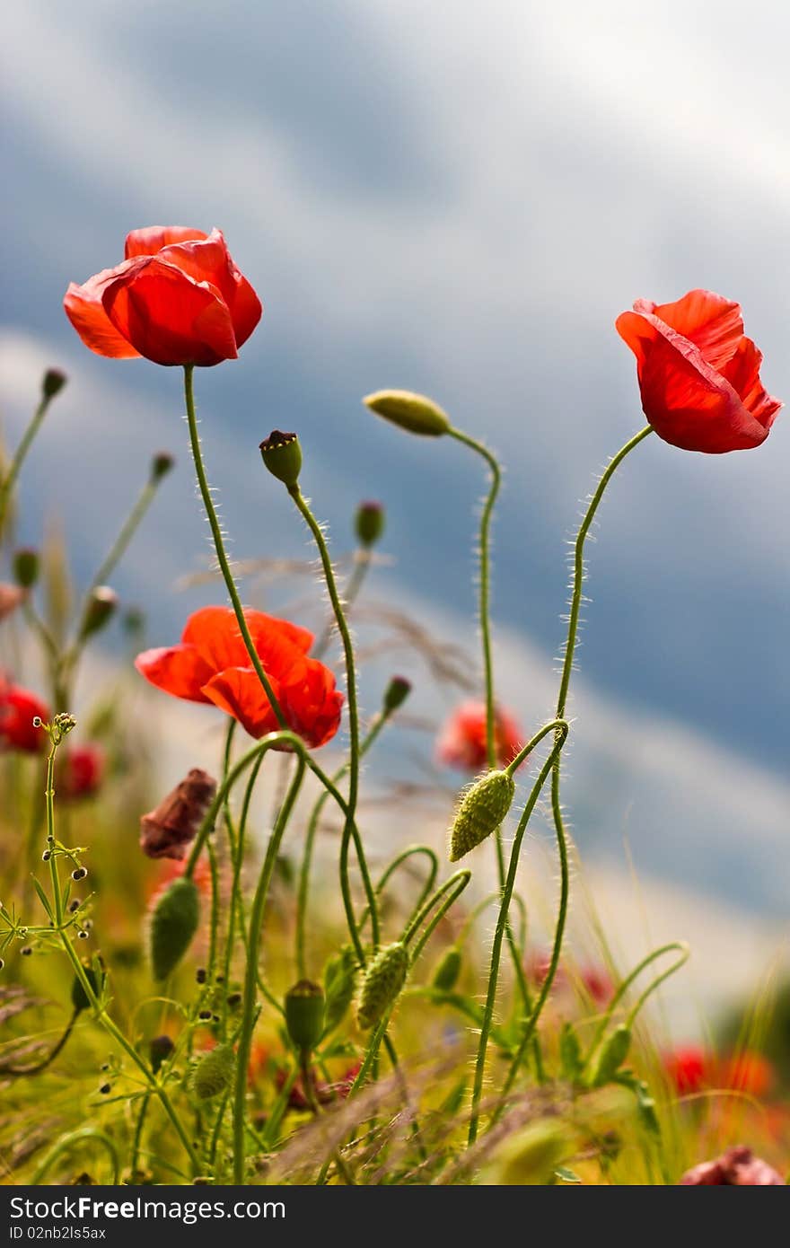 Flowers on colorfull background - macro photo