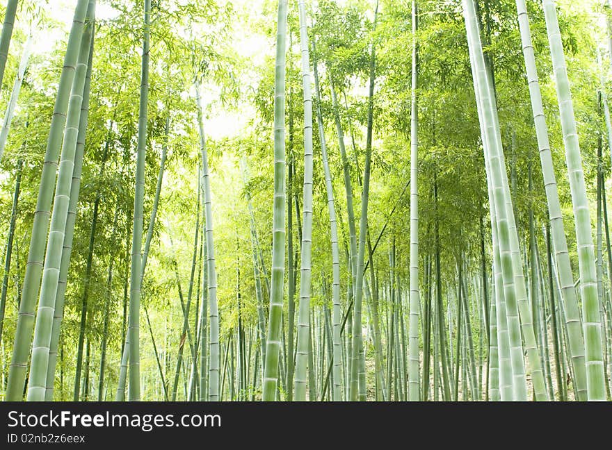 Bamboo forest, natural green background