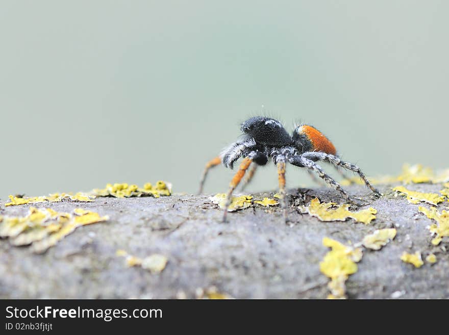 A wolfspider is looking for food. A wolfspider is looking for food