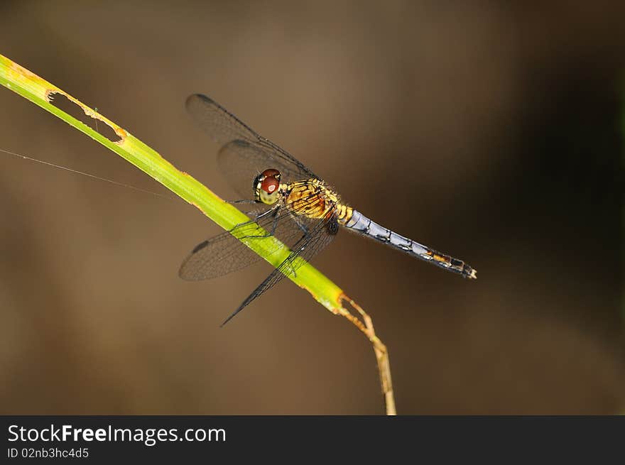 Dragonfly