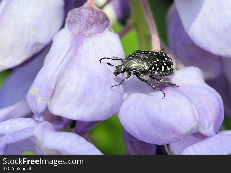 A beetle on a flower