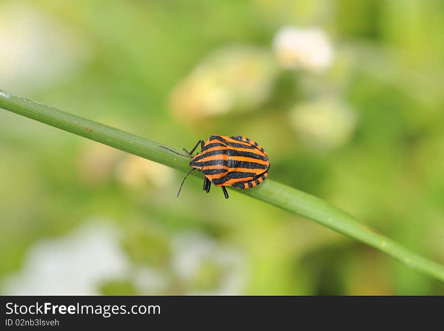 A black and red striped bug