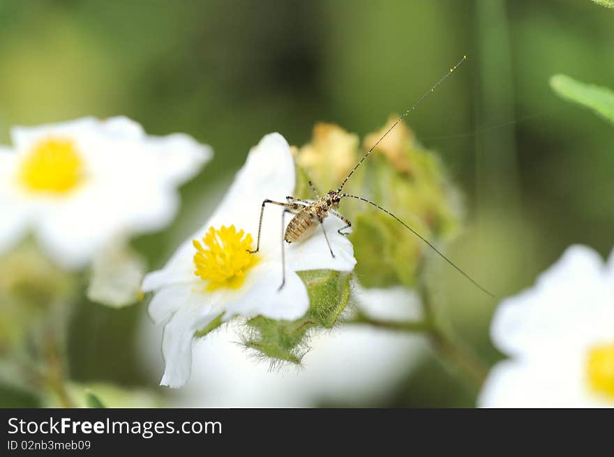 A very little grasshopper on a flower