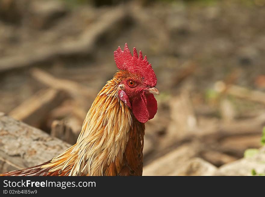 Portrait of a rooster ( free-roaming)