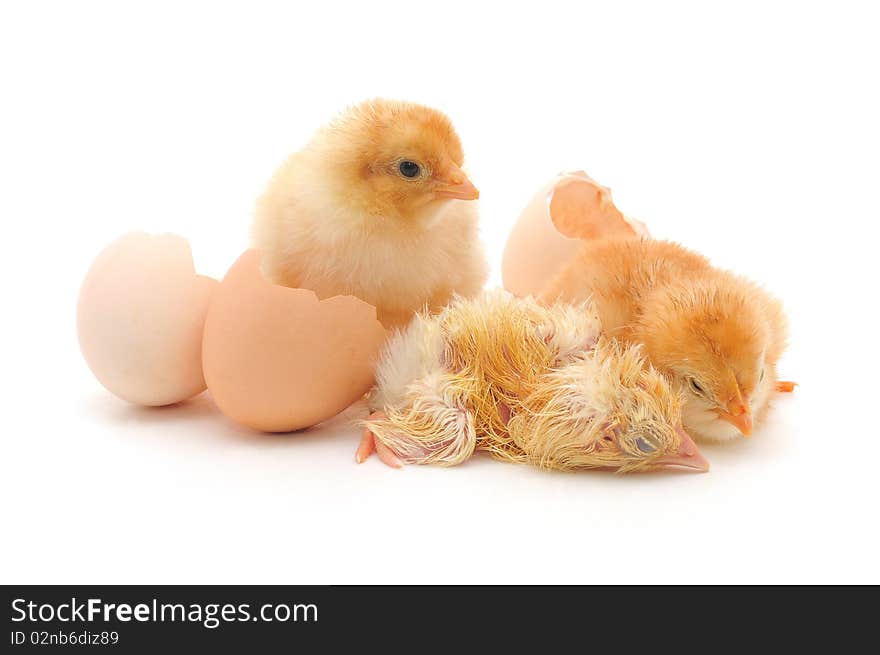 Chickens and an eggs shells on white background