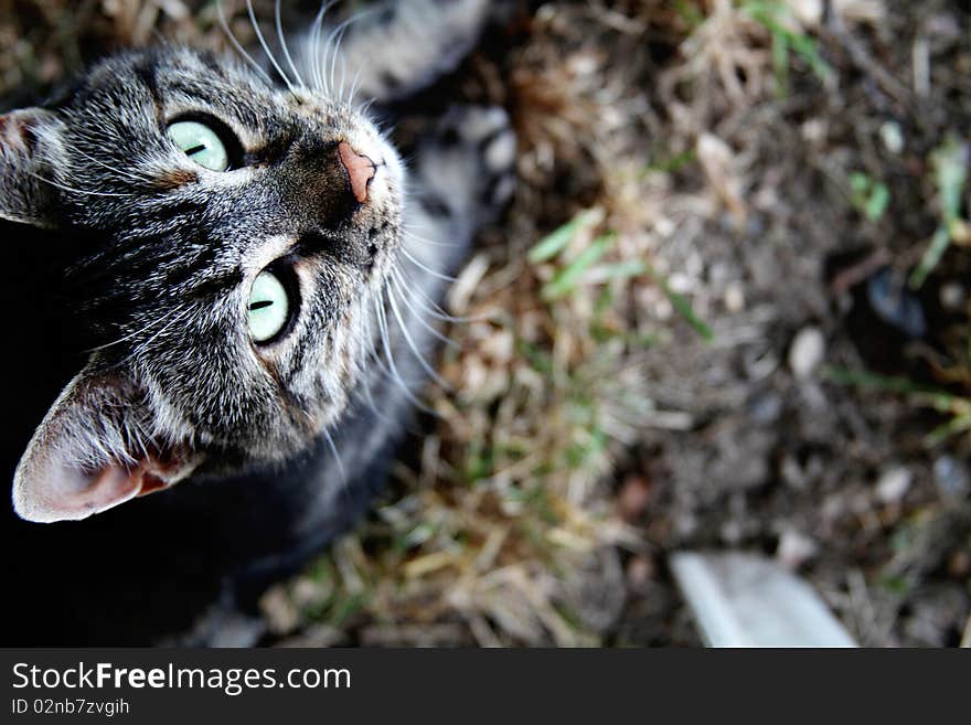 Gray Tabby in Grass