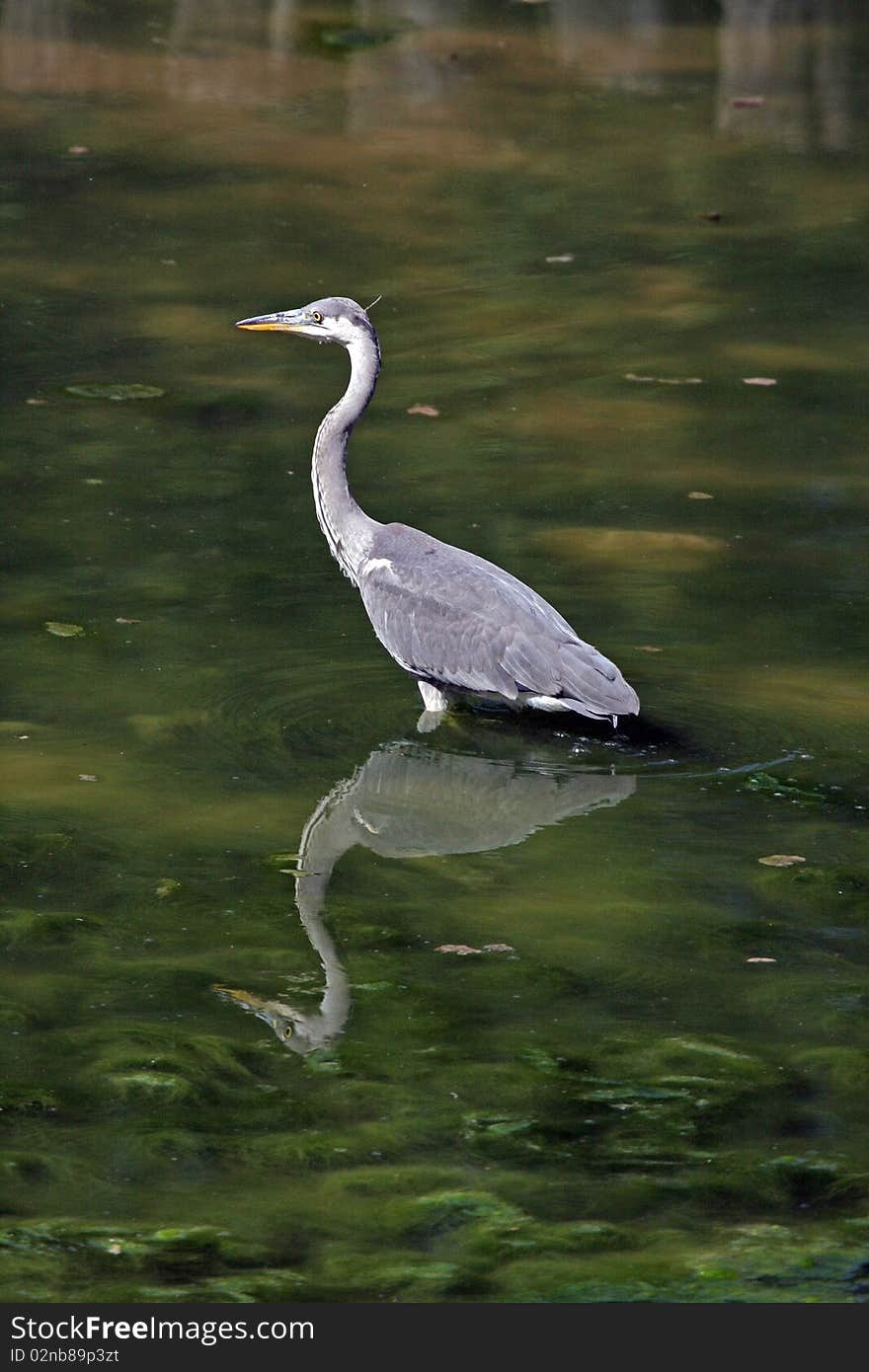 Grey heron