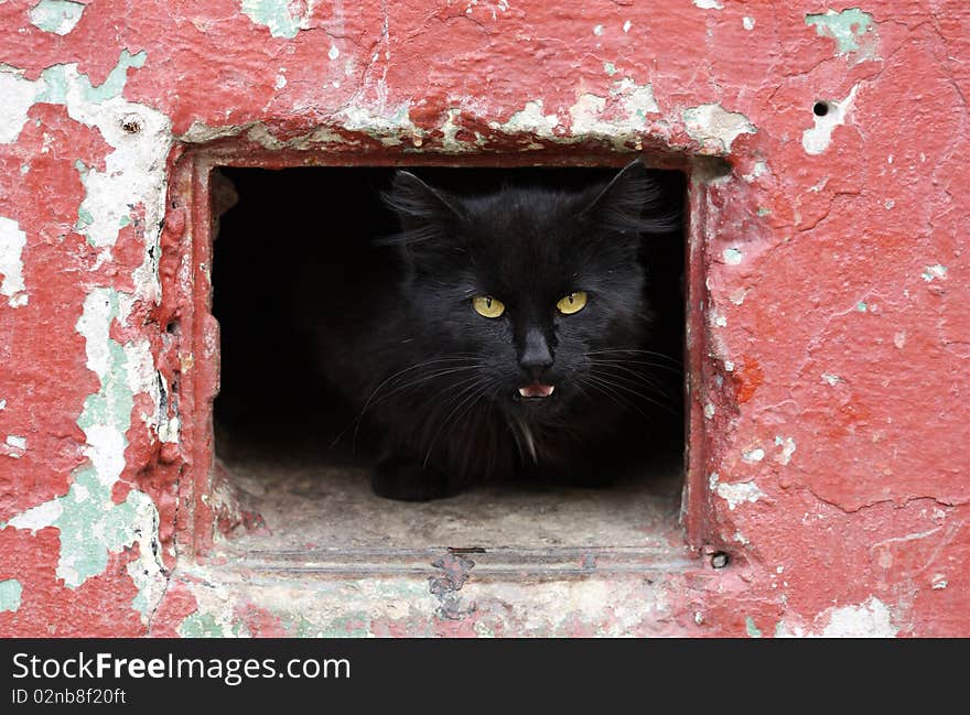 Portrait of a beautiful black cat