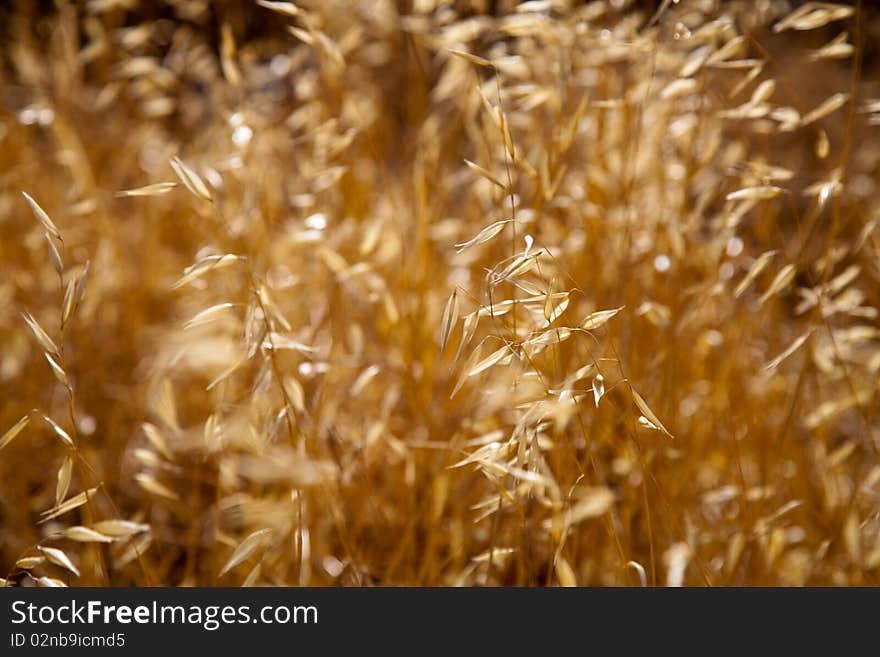 Golden wheat grass closeup at sunset