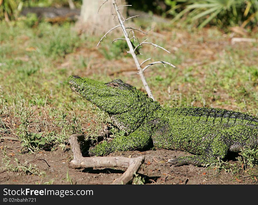 Large alligator in the sun. Large alligator in the sun