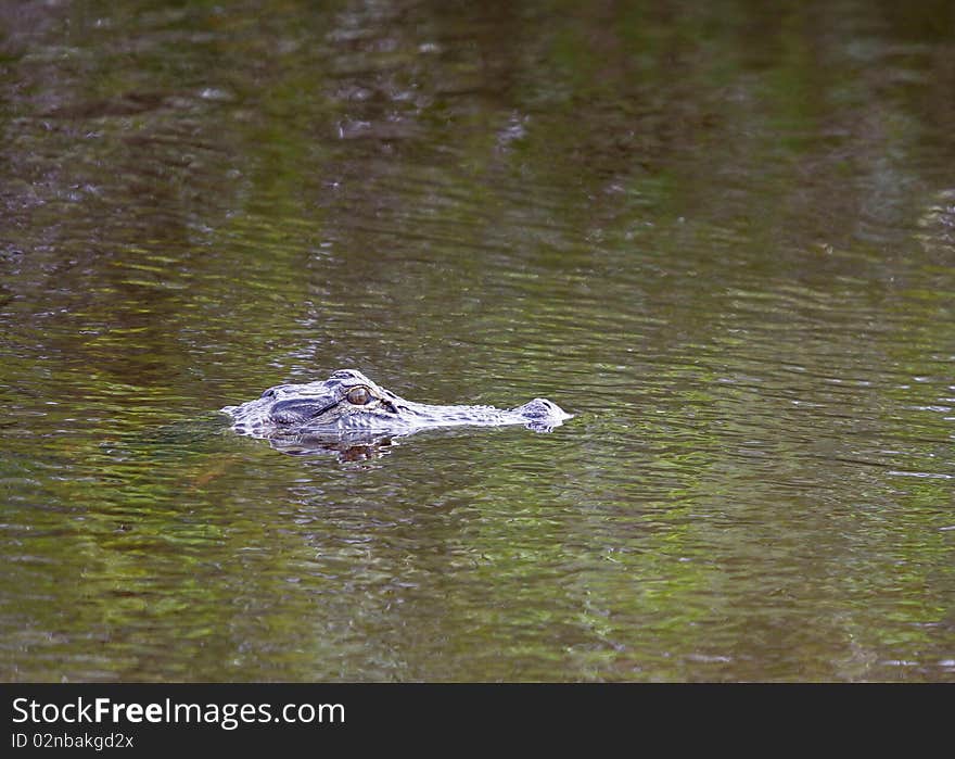 Large alligator in the sun. Large alligator in the sun