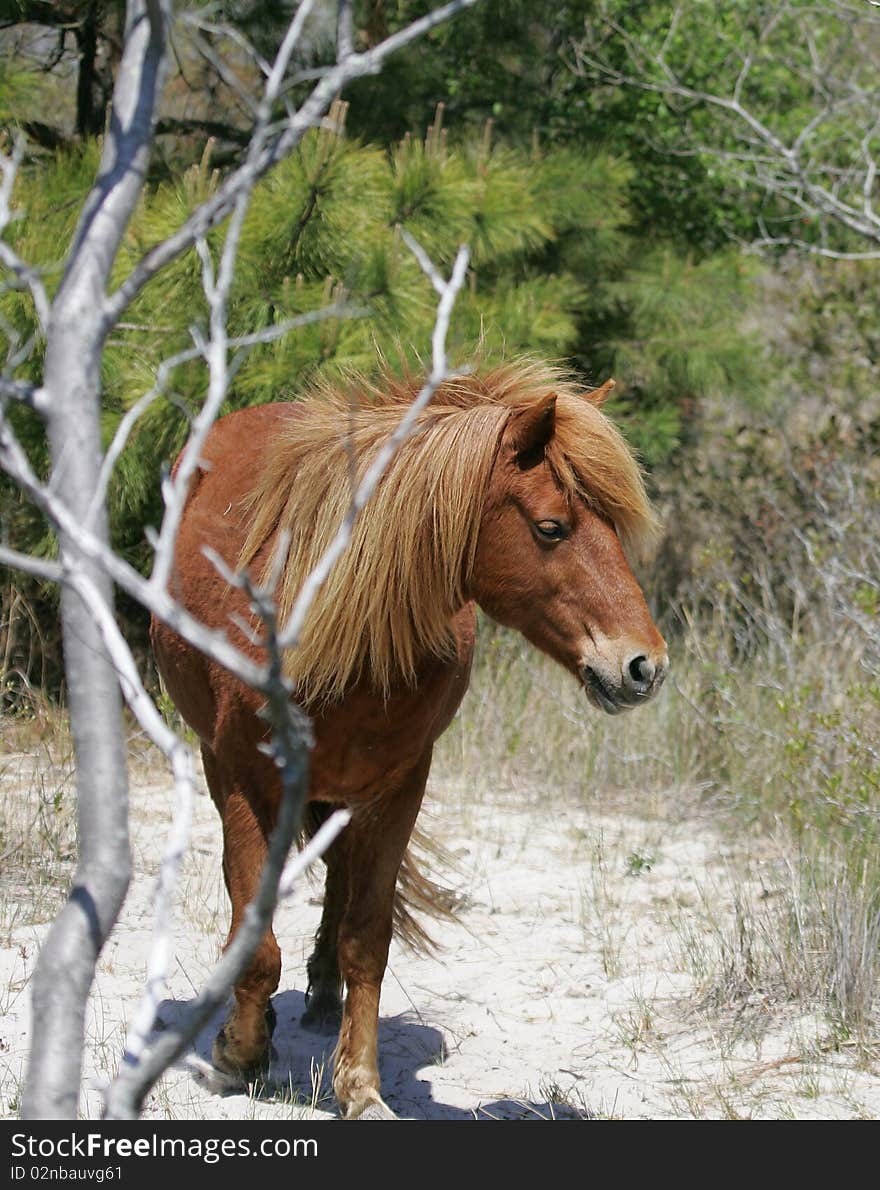 Beautiful Wild Assateague Island pony. Beautiful Wild Assateague Island pony