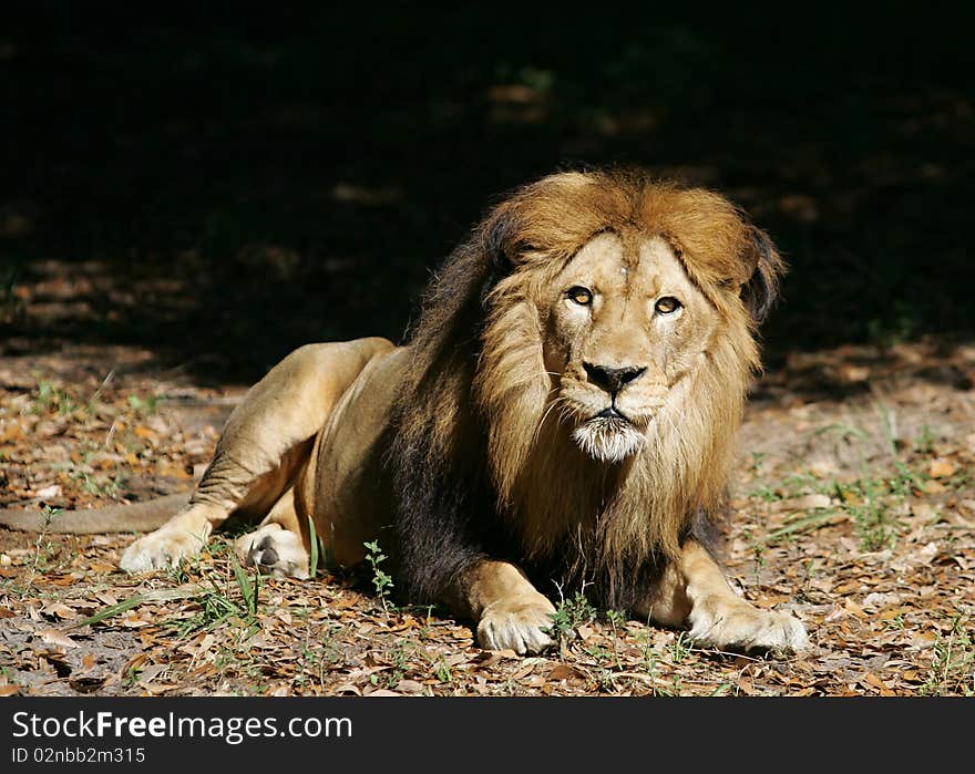 Male Lion ready to pounce. Male Lion ready to pounce