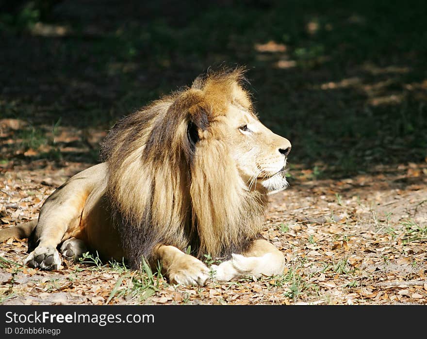 Male Lion looking for prey. Male Lion looking for prey