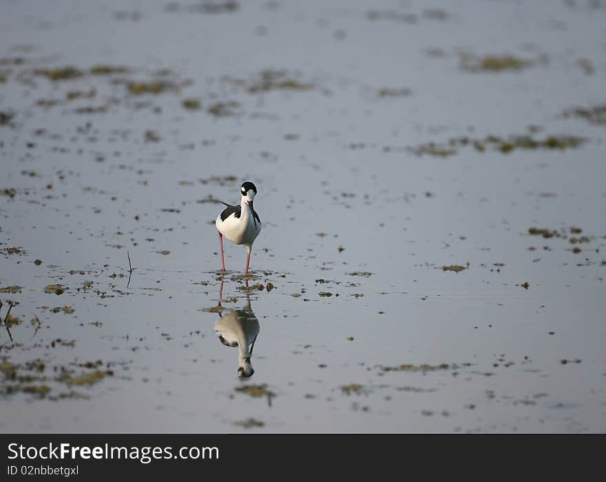 Black necked stilt in Florida's Merritt Island. Black necked stilt in Florida's Merritt Island