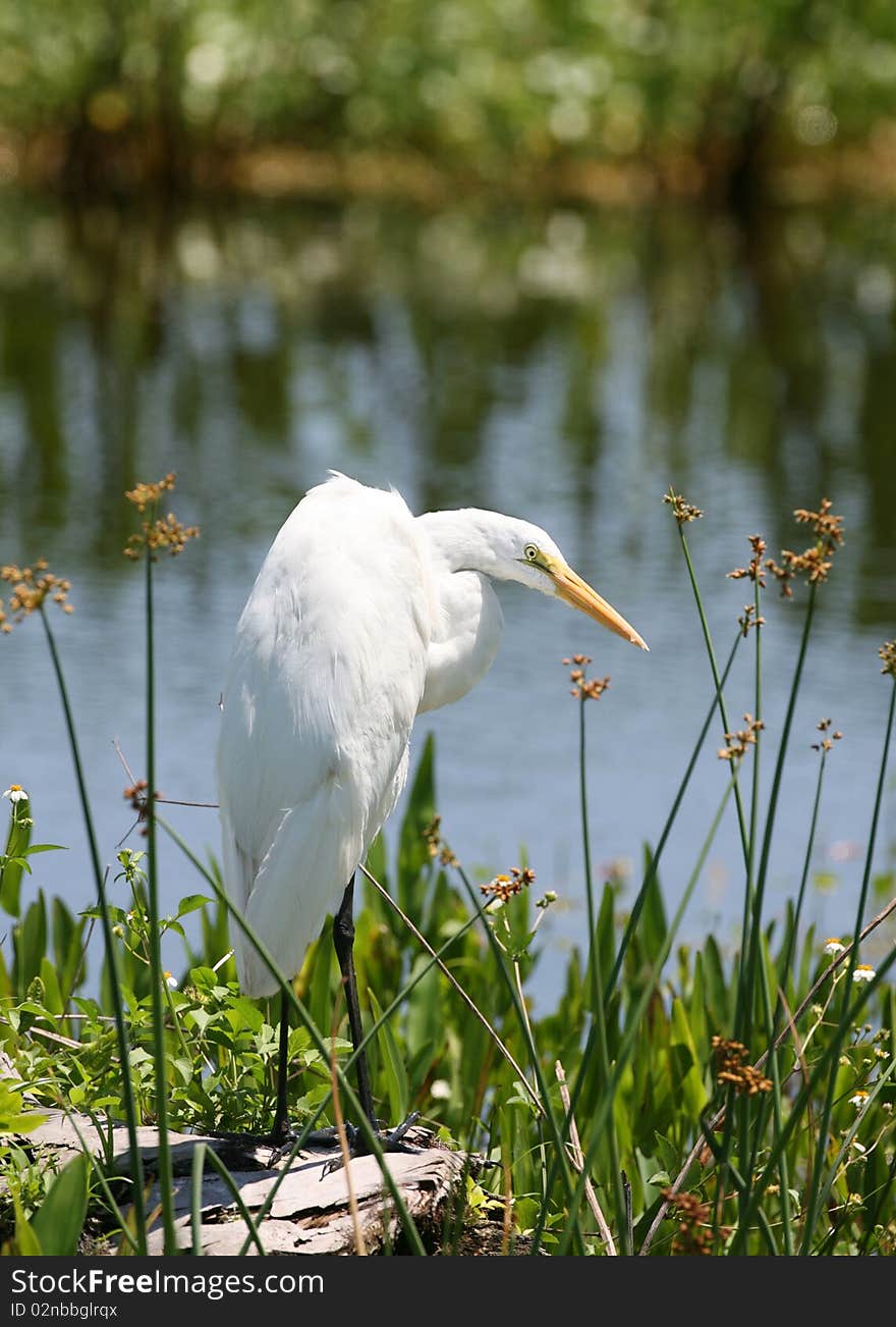 Great White Egret fishing in a wetland. Great White Egret fishing in a wetland