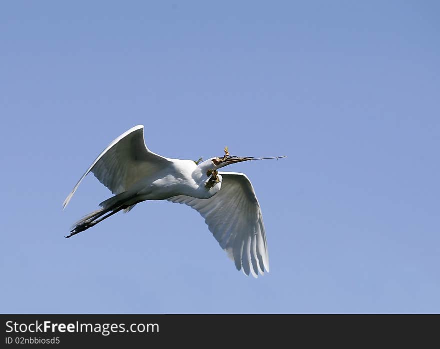 Great White Egret flying with nesting material. Great White Egret flying with nesting material