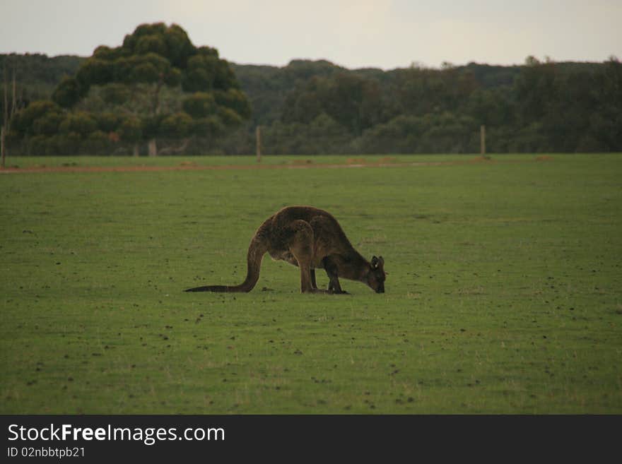 Picture of a kangaroo in a park