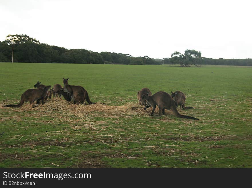 Picture of lot of kangaroos