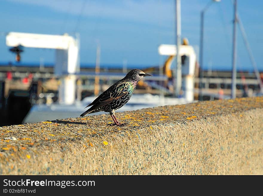 Bird on a parapet on the background of yachts. Bird on a parapet on the background of yachts