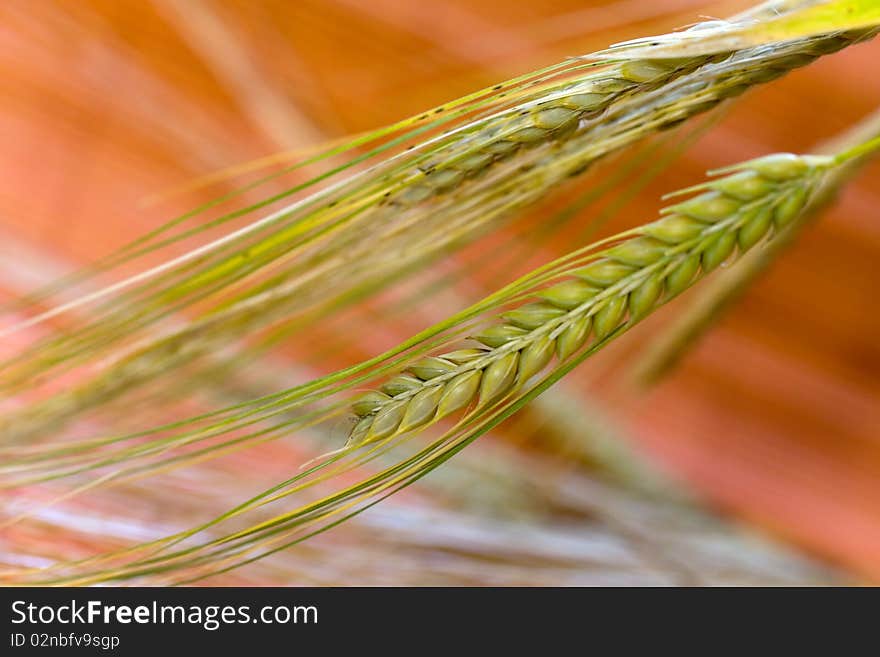 Grain .barley,ready For Harvest Growing In A Farm