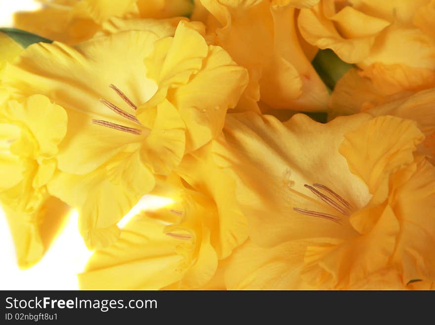 Closeup of iris blooms - horizontal