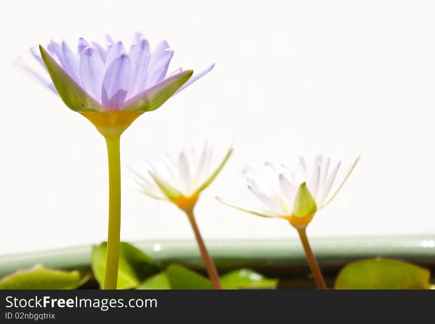 Lotus color blue,white background isolated.