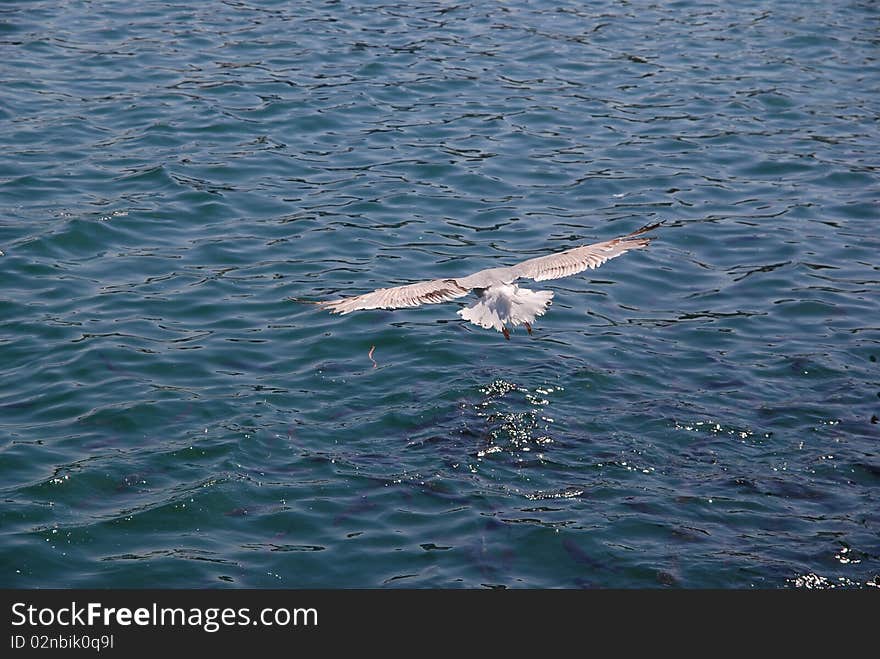 Seagull searching for prey