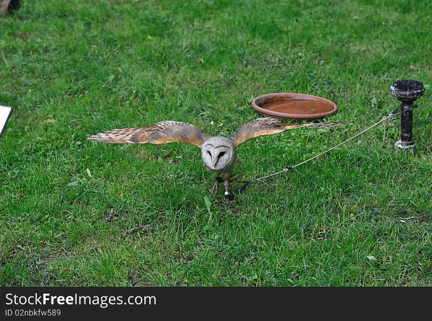 Barn owl in captivity on rope