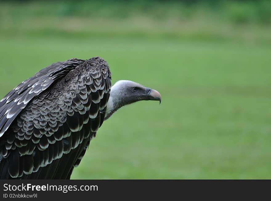 Eurasian Griffon