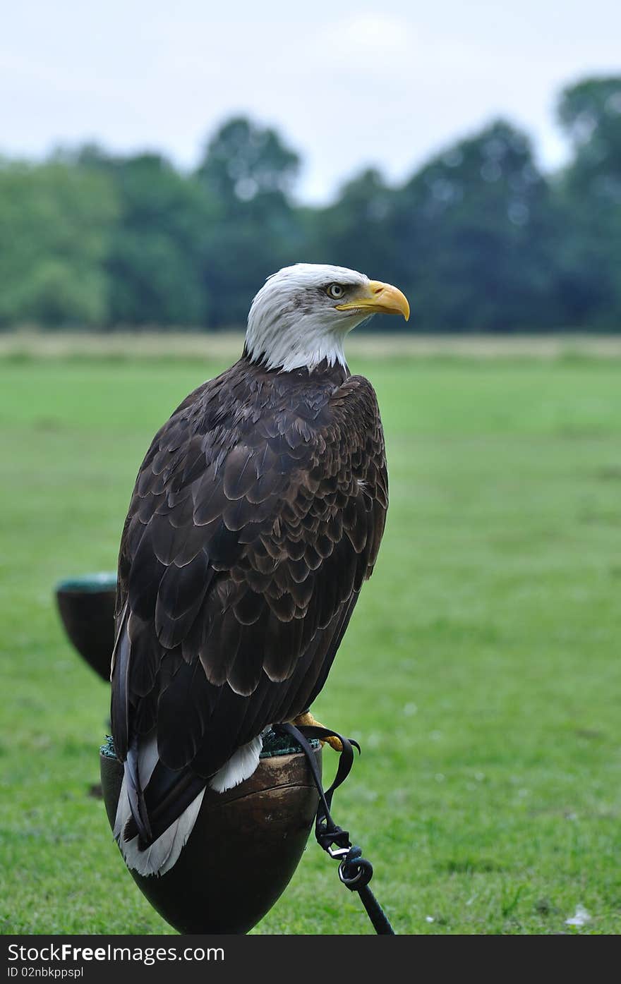 Bald eagle portrait